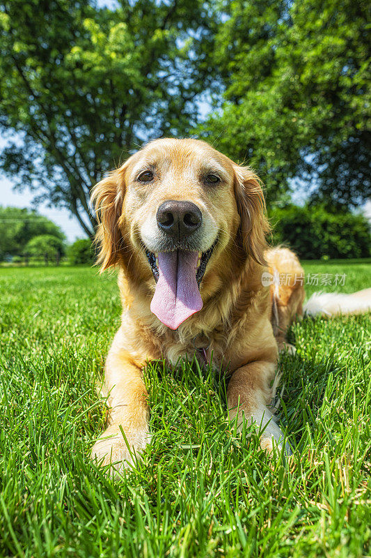 一只可爱的金毛猎犬躺在草地上喘着气- 5岁